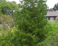 juniperus virginiana ab.jpg